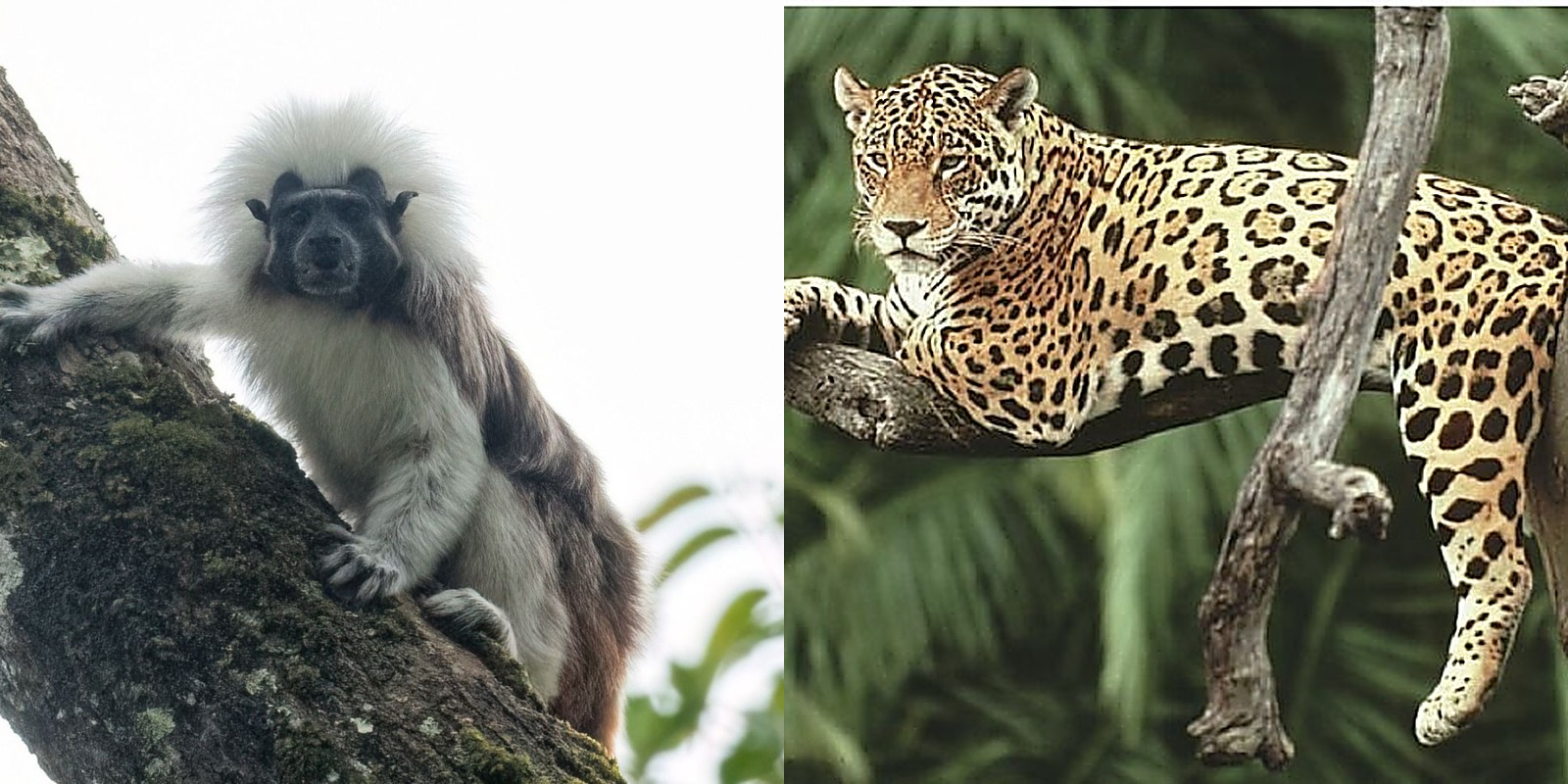 Tití cabeciblanco y jaguar, fauna protegida en la Reserva Natural Suriki, comunidad de paz del Urabá chocuano acompañada por Zolem
